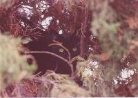Merlin in Junipers early 1990s